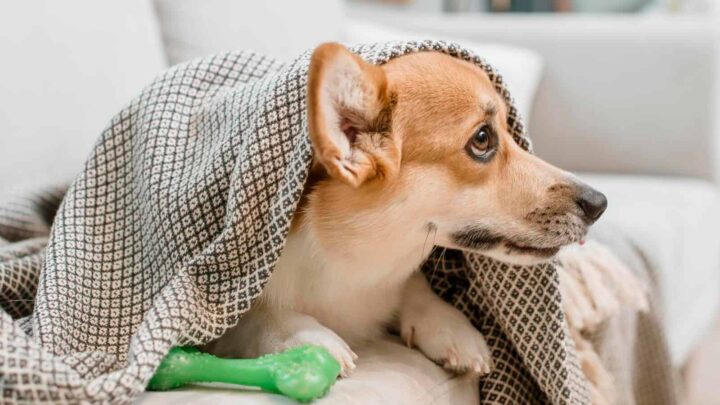 Une erreur courante peut mettre la vie de votre chien ou chat en danger 126 Une erreur courante peut mettre la vie de votre chien ou chat en danger