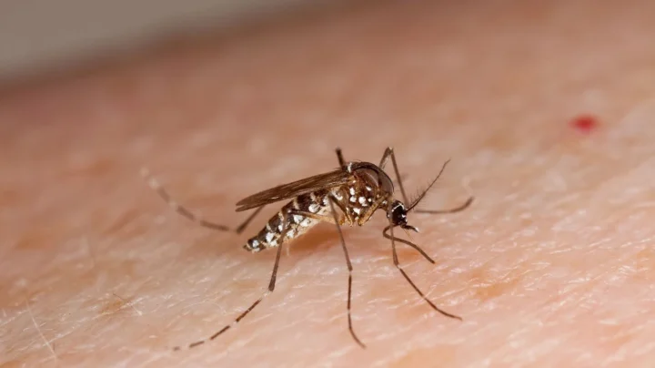 Google va lâcher 64 millions de moustiques pour tuer… les moustiques 3 Image d'un moustique de la Dengue