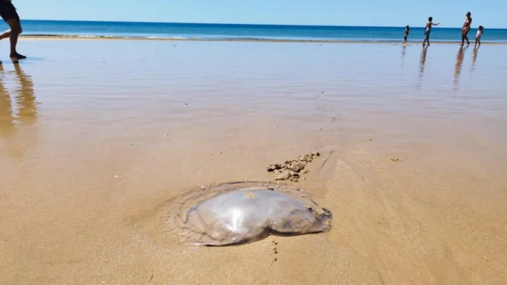Adieu les méduses ? Une bouée innovante promet de les éloigner des plages 3 Image d'une méduse sur une plage