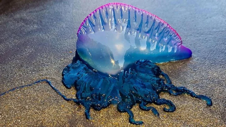Adieu les méduses ? Une bouée innovante promet de les éloigner des plages 4 Image d'une physalie