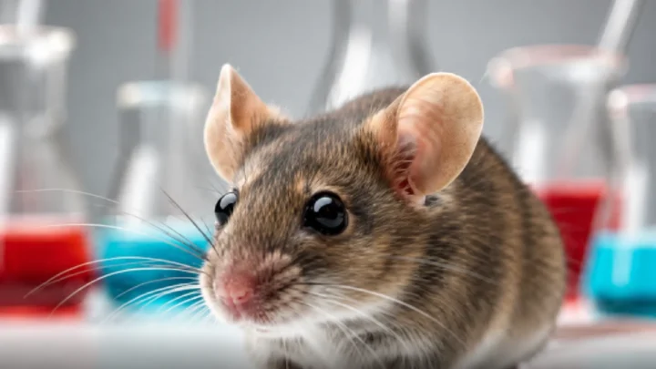 La transplantation fécale de jeunes rats rajeunit le cerveau des rats âgés 2 La transplantation fecale de jeunes rats rajeunit le cerveau des