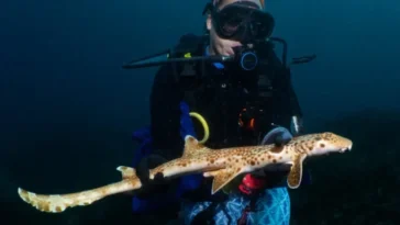 Un nouveau requin découvert capable de "marcher" hors de l’eau