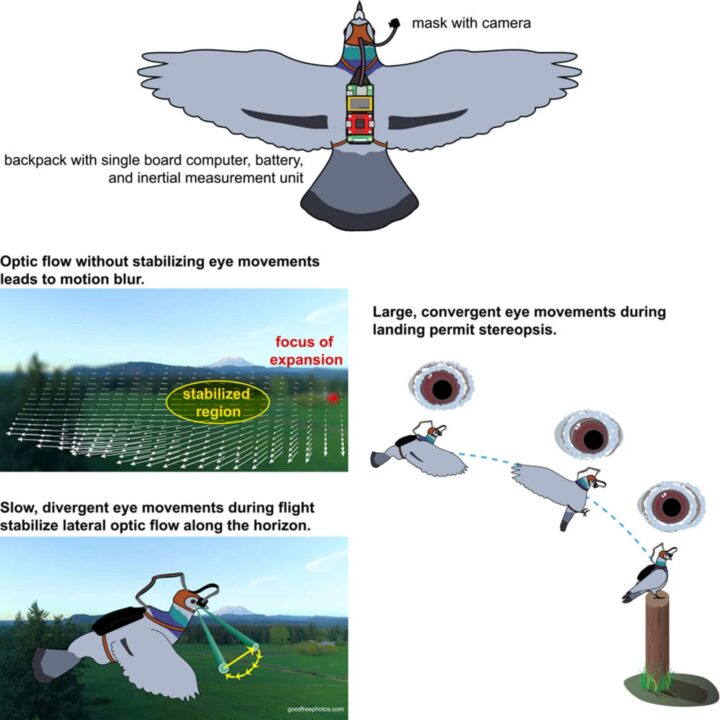 Des scientifiques ont équipé des pigeons de caméras pour faire avancer la technologie 3 1783936184 836 Des scientifiques ont equipe des pigeons de cameras pour faire