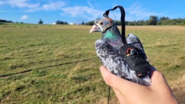 Des scientifiques ont équipé des pigeons de caméras pour faire avancer la technologie