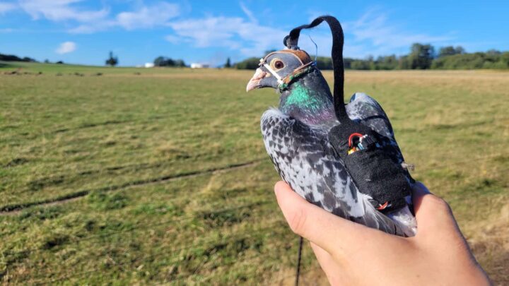 Des scientifiques ont équipé des pigeons de caméras pour faire avancer la technologie 2 Des scientifiques ont equipe des pigeons de cameras pour faire