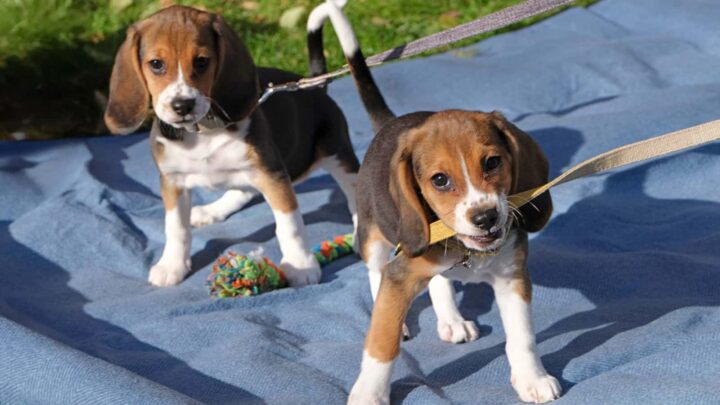 Des scientifiques "hackent" l'ADN pour créer des chiens qui ne font plus éternuer 5 Beagle génétiquement modifié