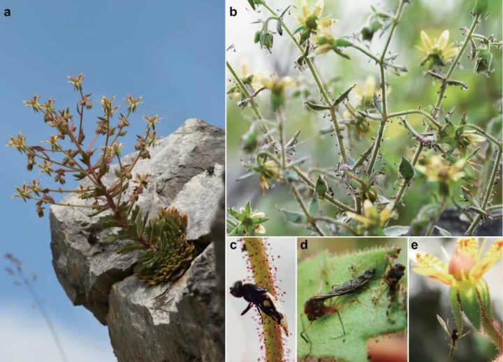 Des scientifiques confirment : Darwin avait raison sur cette plante depuis 150 ans 3 1786356458 324 Des scientifiques confirment Darwin avait raison sur cette plante