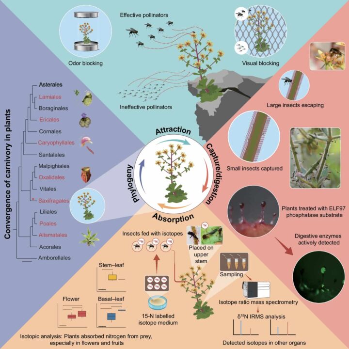 Des scientifiques confirment : Darwin avait raison sur cette plante depuis 150 ans 4 1786356459 611 Des scientifiques confirment Darwin avait raison sur cette plante