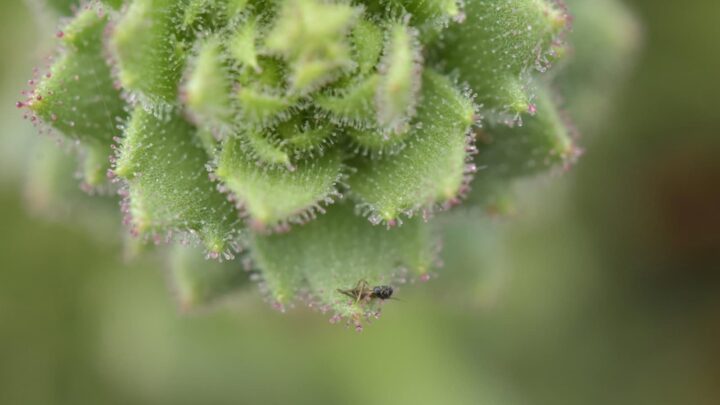 Des scientifiques confirment : Darwin avait raison sur cette plante depuis 150 ans 5 1786356459 761 Des scientifiques confirment Darwin avait raison sur cette plante