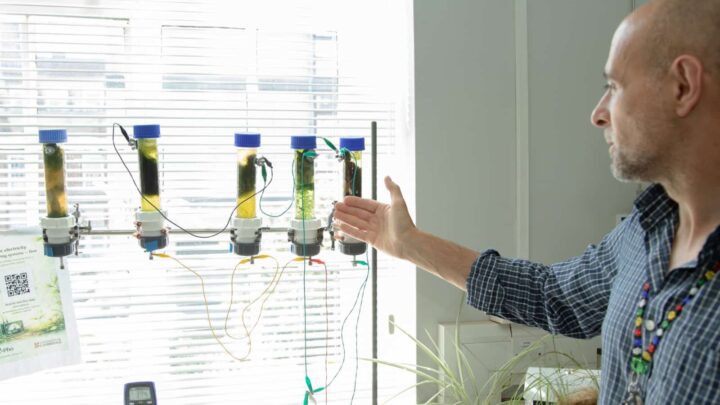 Des scientifiques de Cambridge créent une pile "vivante" alimentée par des algues 4 Investigador Paolo Bombelli, do Departamento de Bioquímica de Cambridge, com sistemas experimentais de algas vivas.