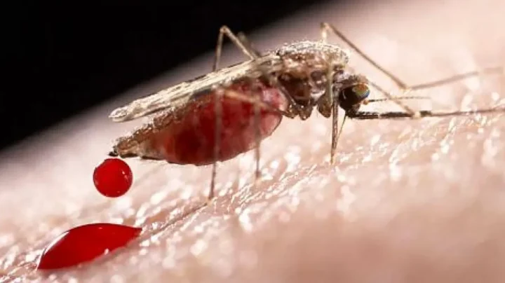 Moustique Anophèle