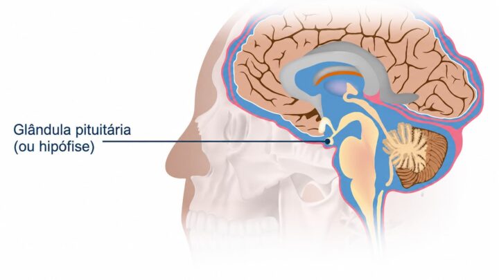 Historique ! Une opération du cerveau assistée par l’IA a sauvé la vue d’un homme de 48 ans 3 Schéma de la glande pituitaire