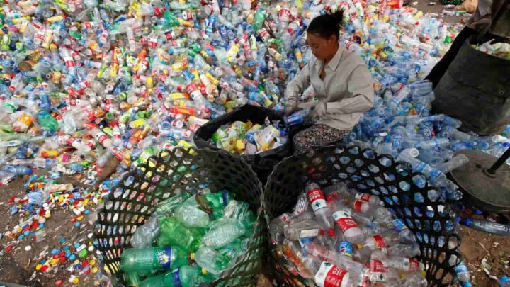 Ce biscuit est ne dune bouteille en plastique et pourrait
