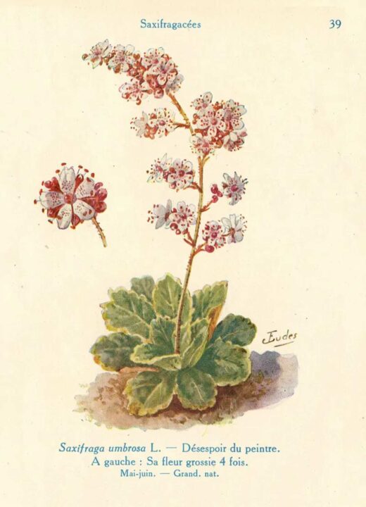 Des scientifiques confirment : Darwin avait raison sur cette plante depuis 150 ans 2 Des scientifiques confirment Darwin avait raison sur cette plante
