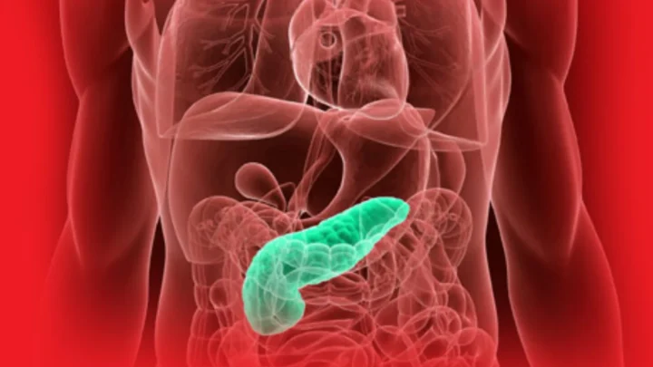 Adieu aux injections d'insuline ? Ce pancréas vivant miniature révolutionne le traitement 4 1789847805 161 Adieu aux injections dinsuline Ce pancreas vivant miniature revolutionne le