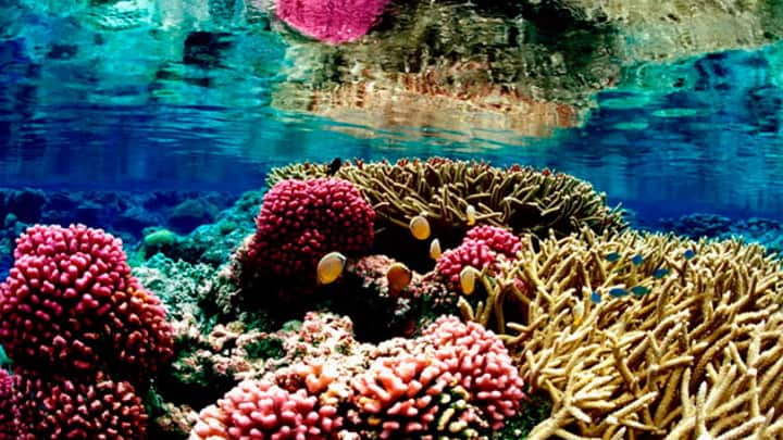 1790161013 672 Des chercheurs revelent une nouvelle pollution alarmante la pollution plastiorale