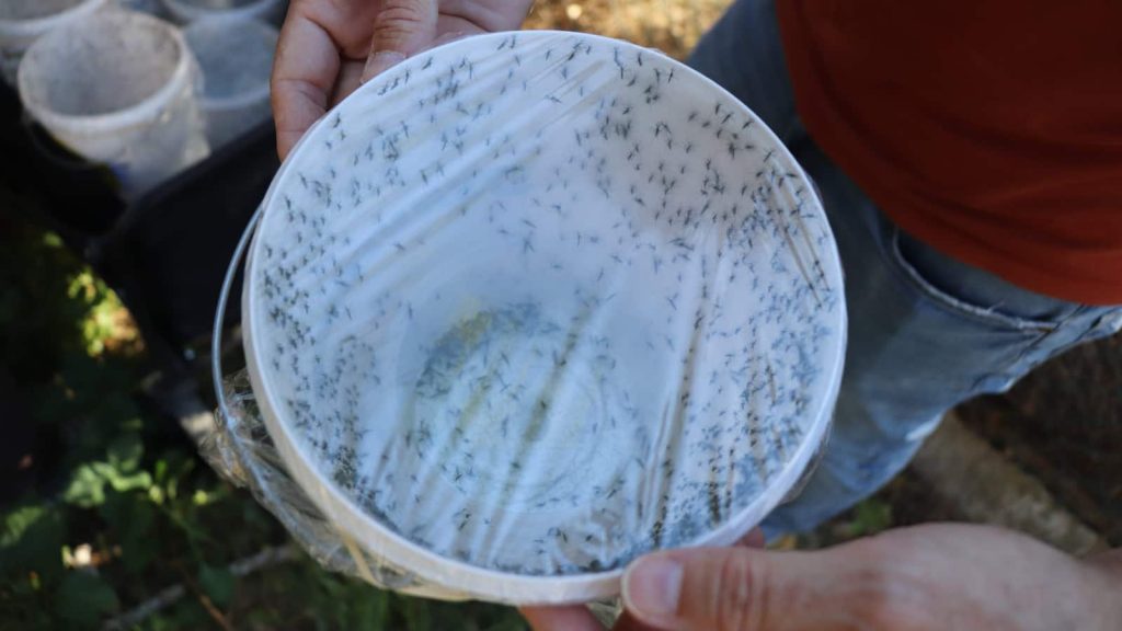 Pourquoi Lisbonne va libérer 30 000 moustiques dans ses rues 3 1790244890 830 Pourquoi Lisbonne va liberer 30 000 moustiques dans ses rues