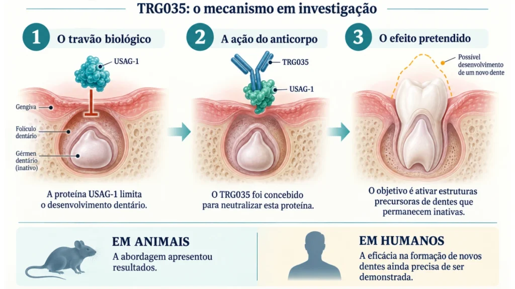 Médicament régénérant les dents déjà testé sur l'homme: quand sera-t-il disponible en pharmacie? 4 Illustration d'un nouveau médicament permettant la repousse de dents perdues