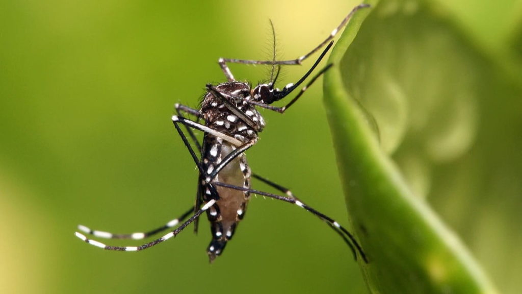 Pourquoi Lisbonne va libérer 30 000 moustiques dans ses rues 2 Espèce de moustiques Aedes albopictus, qui transmet les virus du chikungunya, de la dengue et du zika