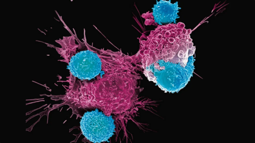 CAR-T: la guerre contre le cancer évolue, les scientifiques créent des cellules chasseuses de tumeurs 2 Image des cellules CAR-T attaquant des tumeurs