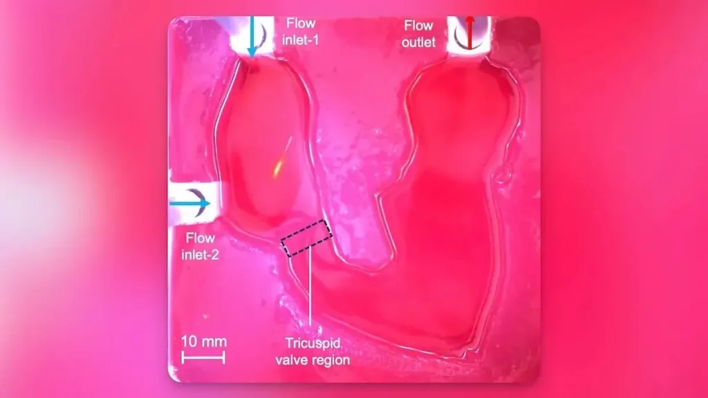 Ces microrrobots pourraient réduire un traitement cardiaque de plusieurs semaines à un jour 2 Ces microrrobots pourraient reduire un traitement cardiaque de plusieurs semaines